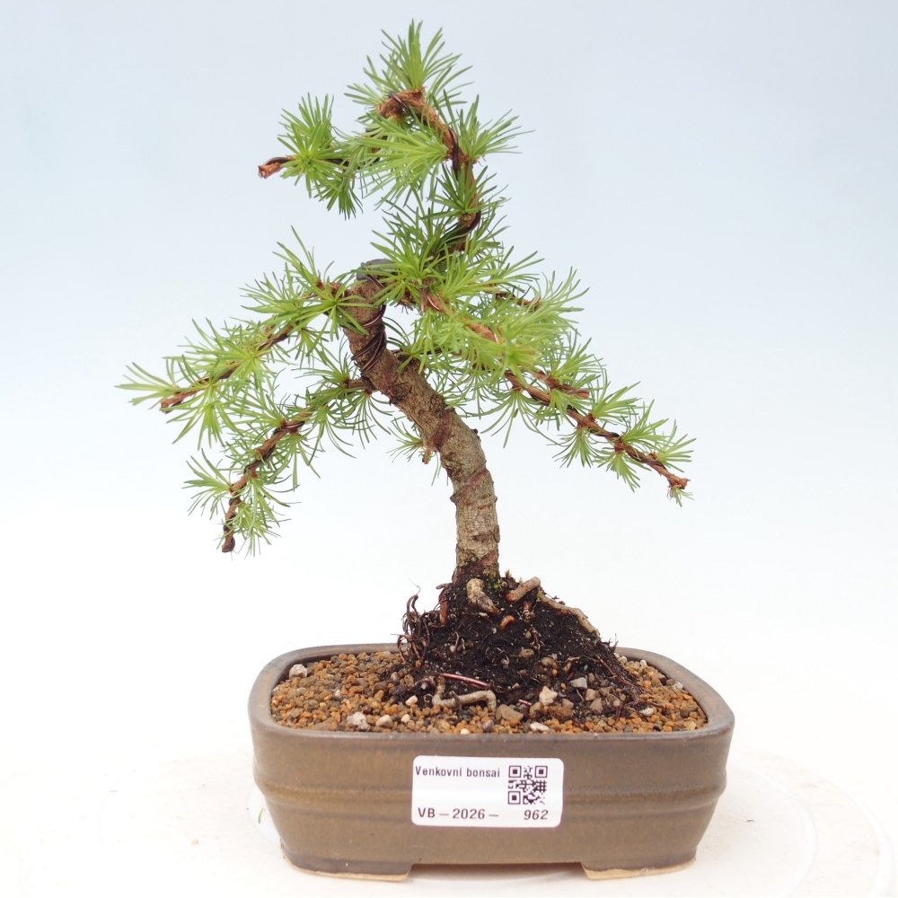 Outdoor bonsai - Larix Kaempferi - Modrzew japoński