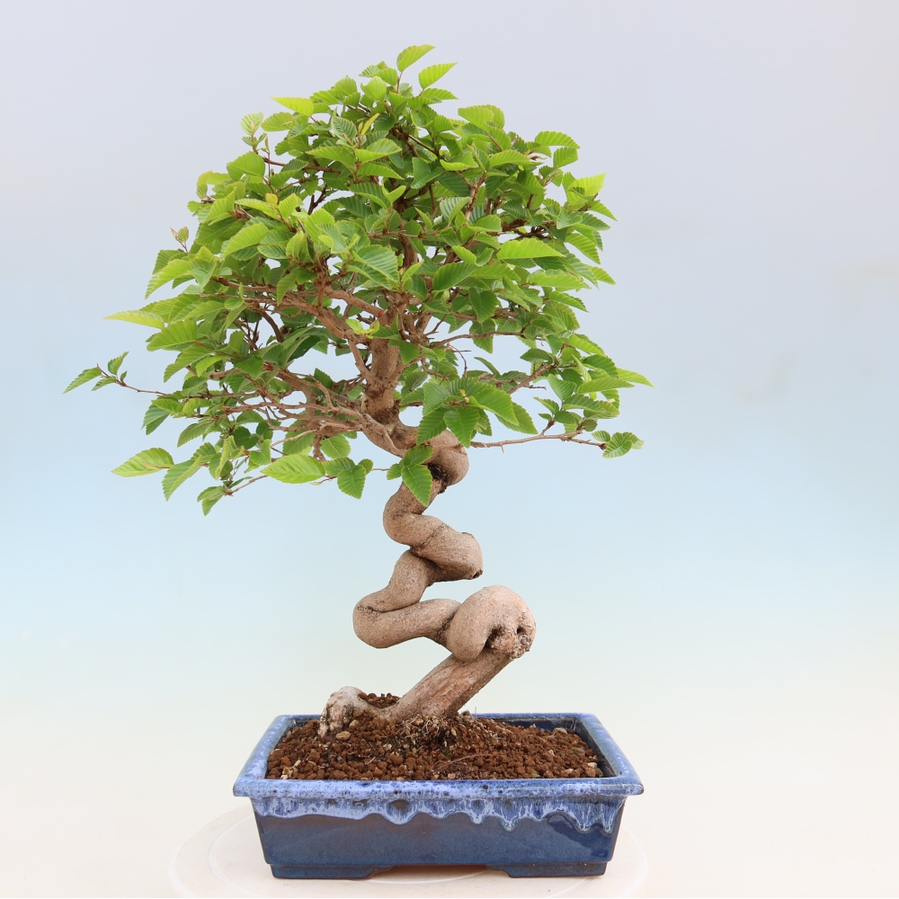 Outdoor bonsai - Carpinus coreana - grab koreański