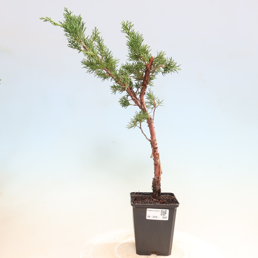 Outdoor bonsai - Juniperus chinensis Kishu