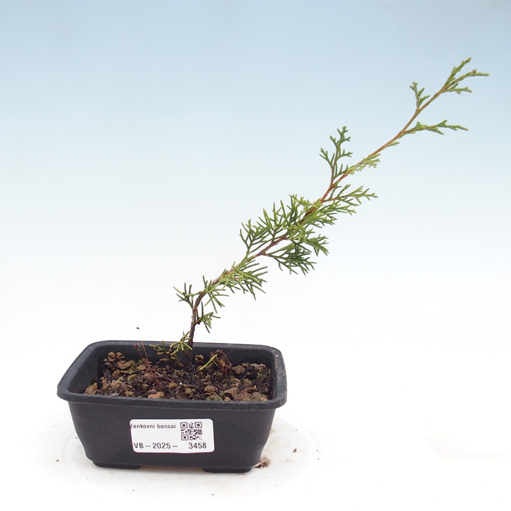 Outdoor bonsai - Juniperus chinensis Itoigawa - Jałowiec chiński