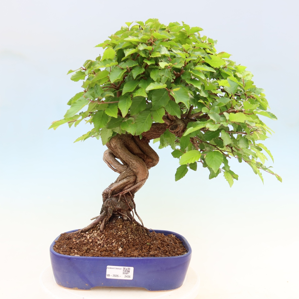 Outdoor bonsai - Carpinus coreana - grab koreański