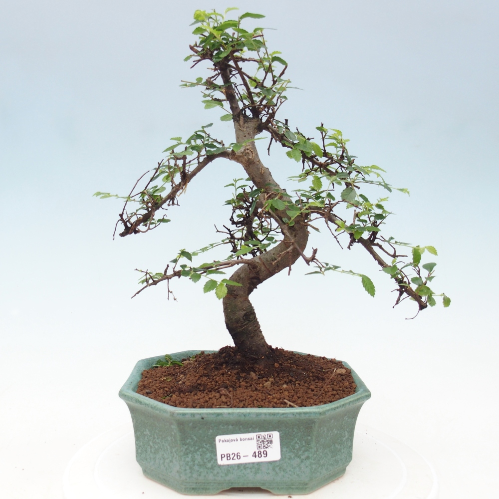 Pokój bonsai - Ulmus parvifolia - Wiąz drobnolistny