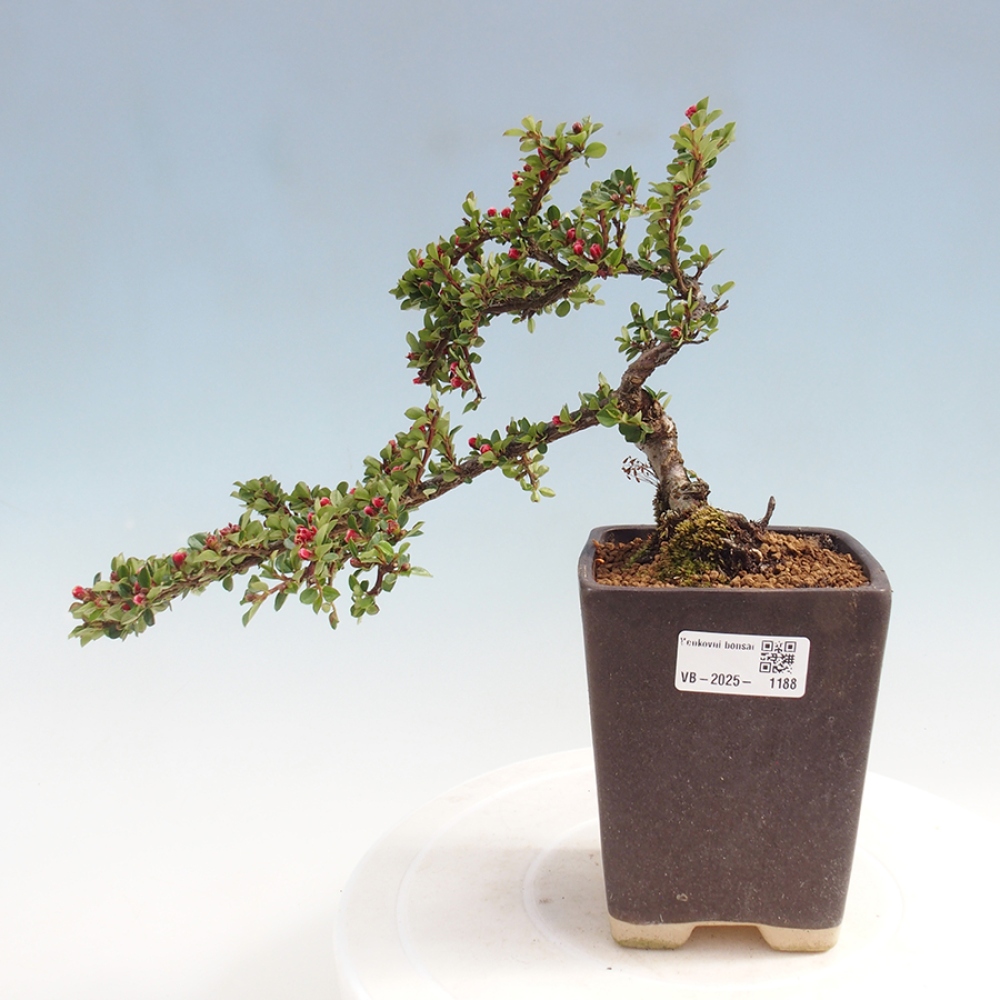 Plenerowe bonsai - Irga pozioma - Drzewo skalne
