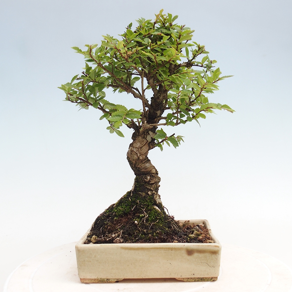 Outdoor bonsai - Zelkova - Zelkova NIRE