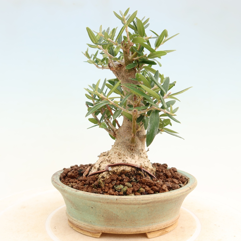 Bonsai do wnętrz - Olea europaea sylvestris