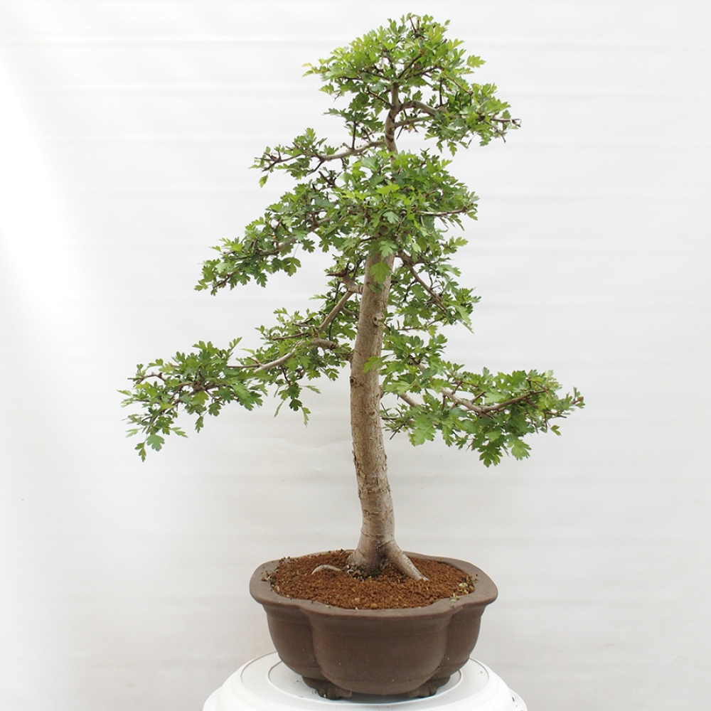 Bonsai zewnętrzne - Głóg - Crataegus monogyna