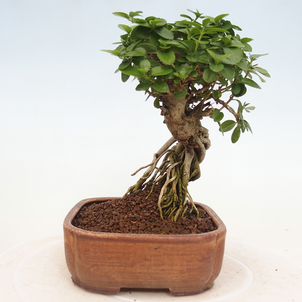 Bonsai wewnętrzne - Premna serratifolia - Kozlovon drobnolistny