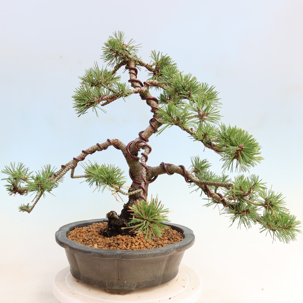 Bonsai ogrodowe – Pinus mugo Humpy – sosna karłowata