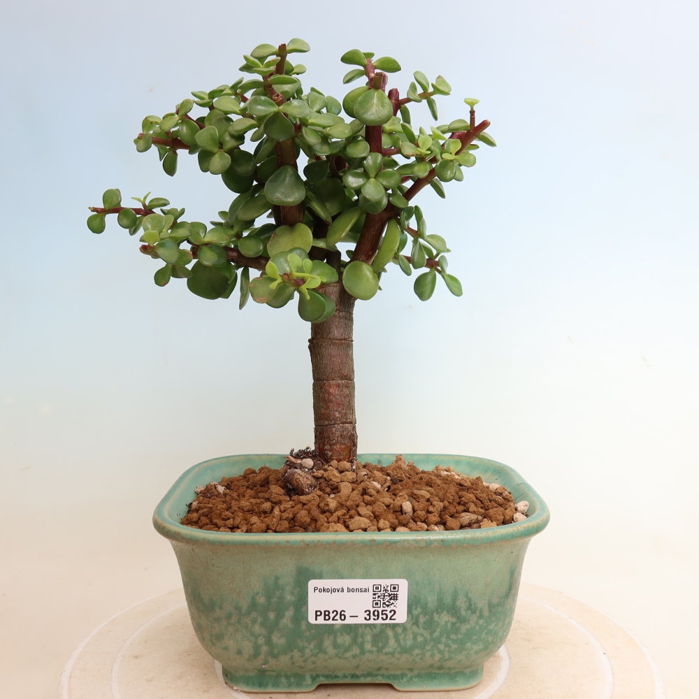 Pokój bonsai - Portulakaria Afra - Tlustice