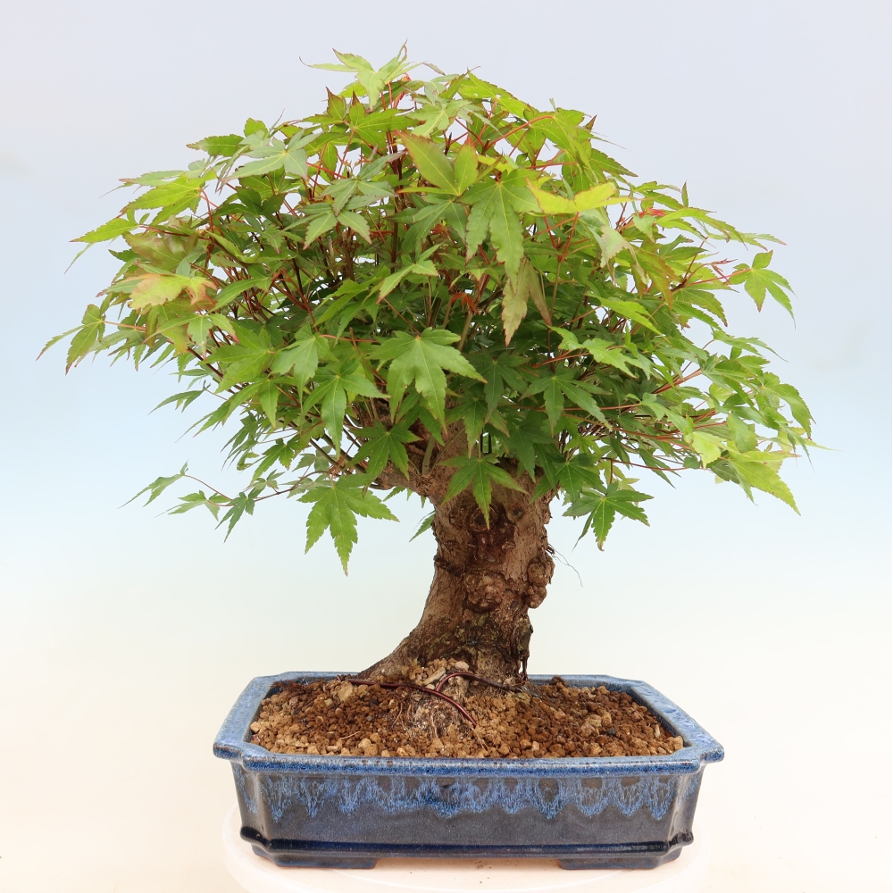 Outdoor bonsai - Klon burgeryjski - Acer burgerianum