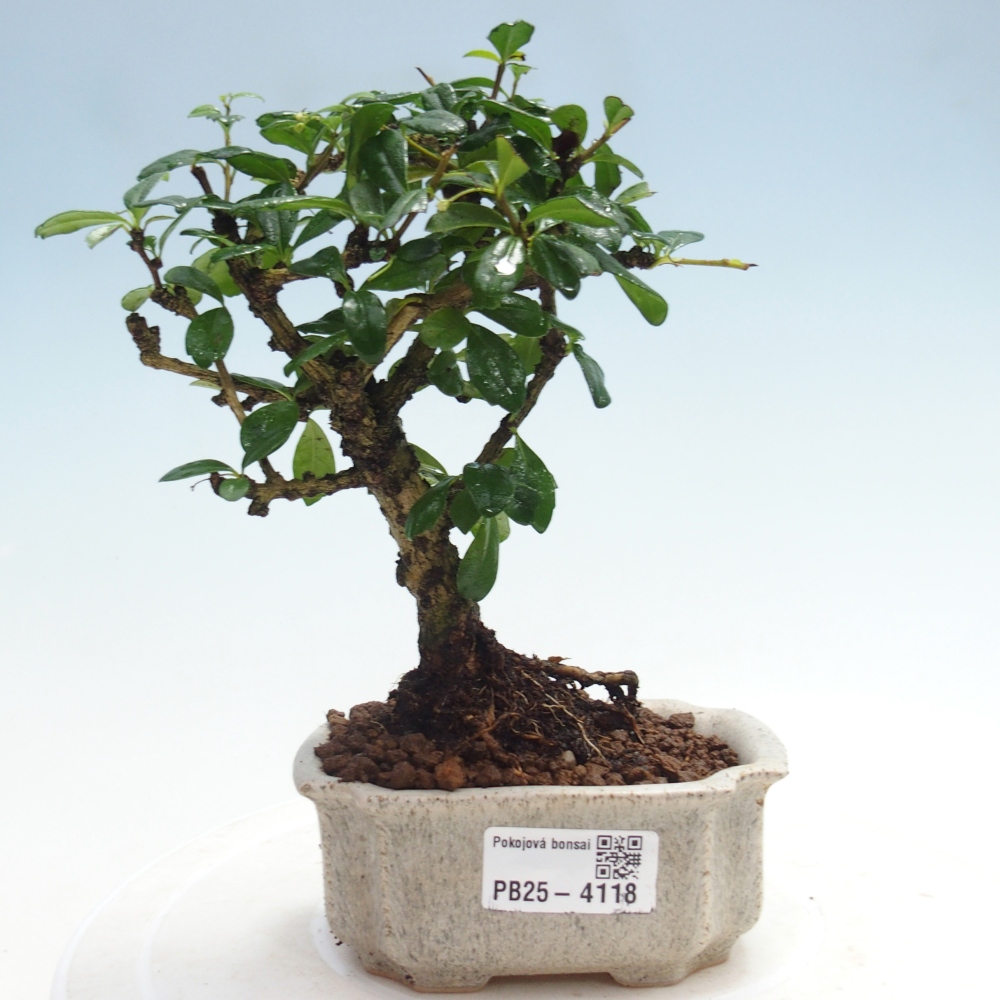 Bonsai pokojowe - Carmona macrophylla - Tea fuki