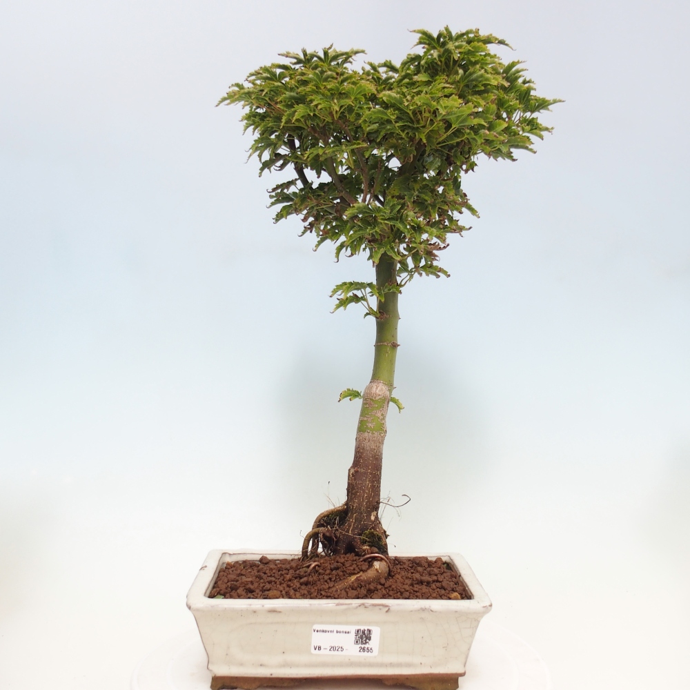 Bonsai zewnętrzne - klon Acer palmatum Shishigashira
