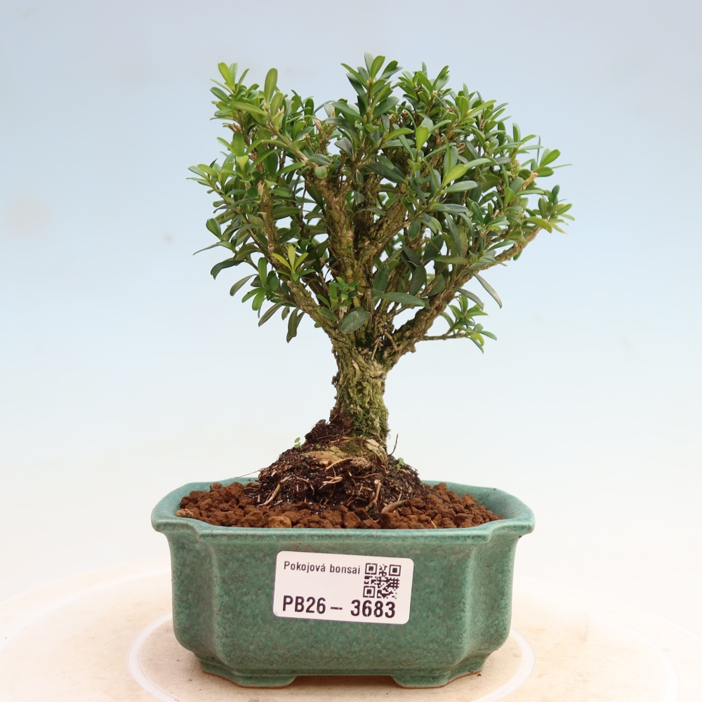 Pokój bonsai - Buxus harlandii - buxus korkowy