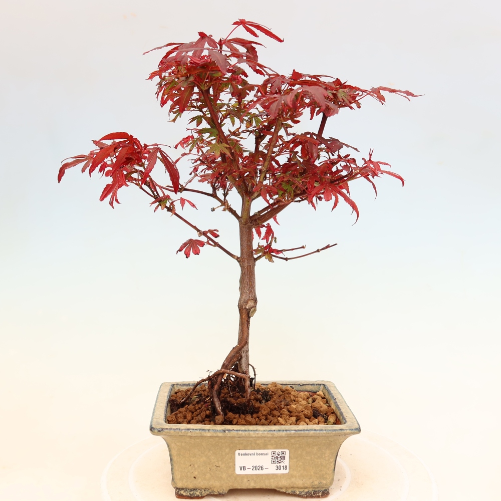 Bonsai ogrodowe – klon palmowy – Acer palmatum Berry Broom 