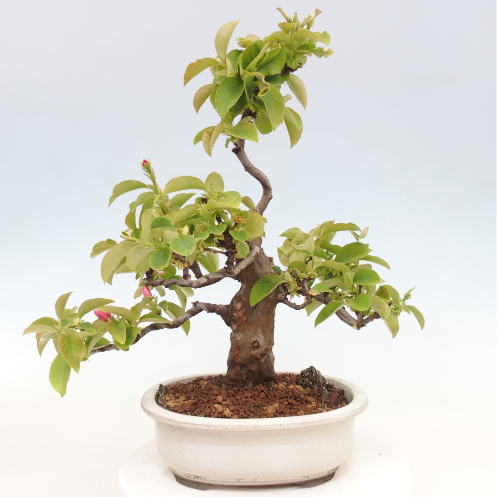 Outdoor bonsai - Pseudocydonia sinensis - pigwa chińska