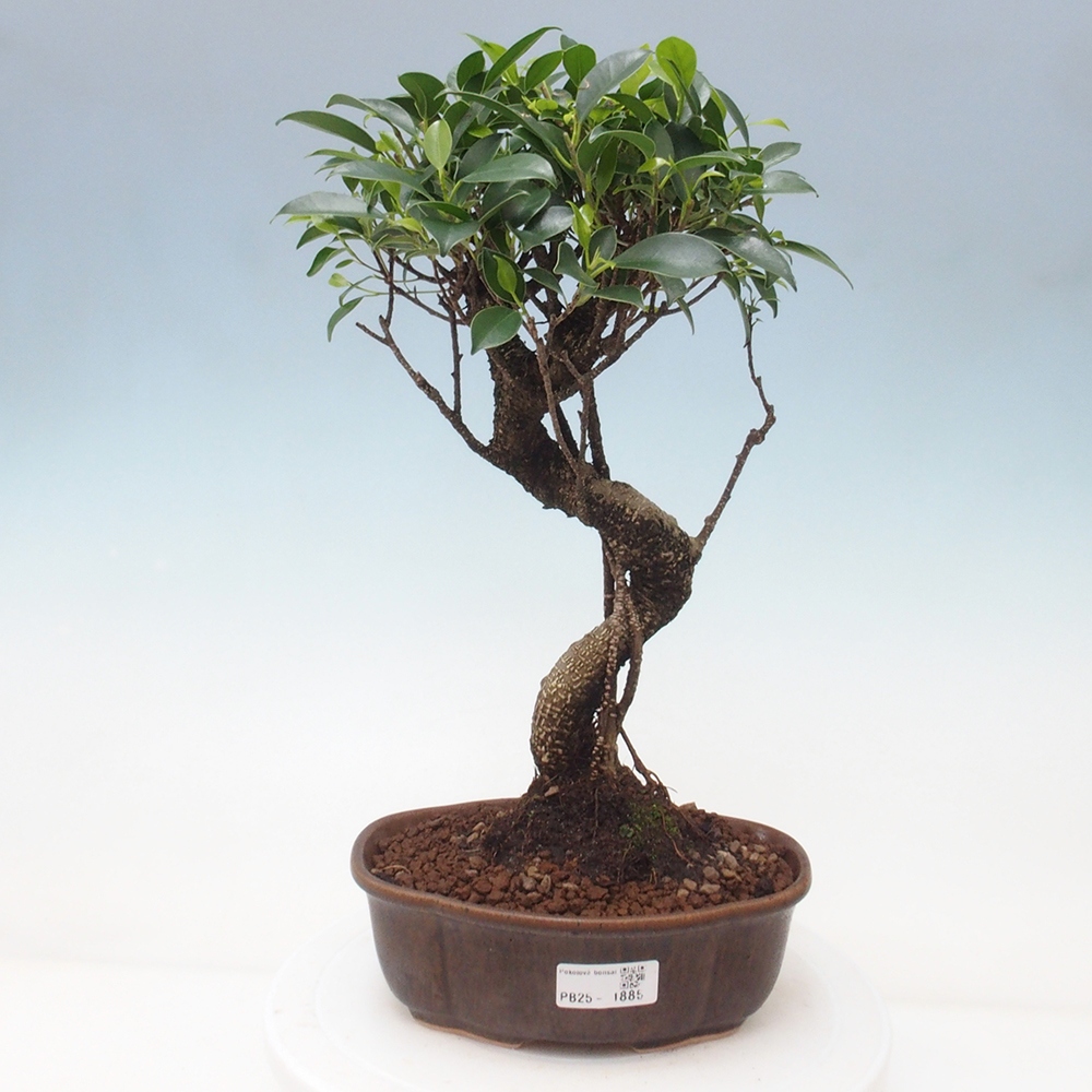 Kryty bonsai - Ficus retusa - figowiec drobnolistny