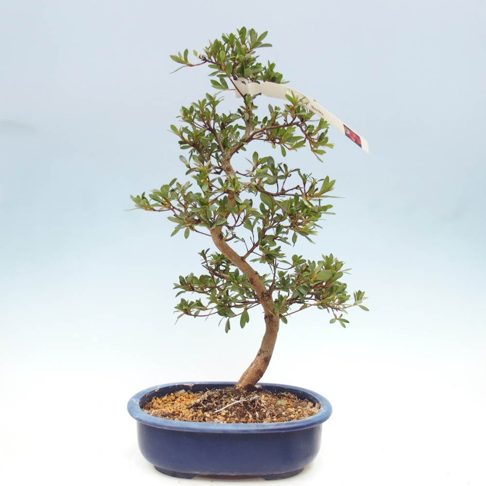 Bonsai zewnętrzne - Azalia japońska - Azalia Beniko