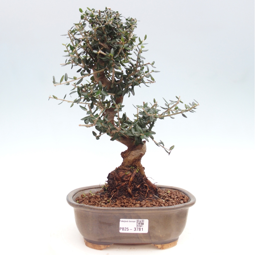 Bonsai do wnętrz - Olea europaea sylvestris