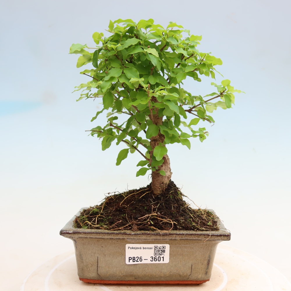 Pokój bonsai - Ligustrum chinensis - Dziób ptaka