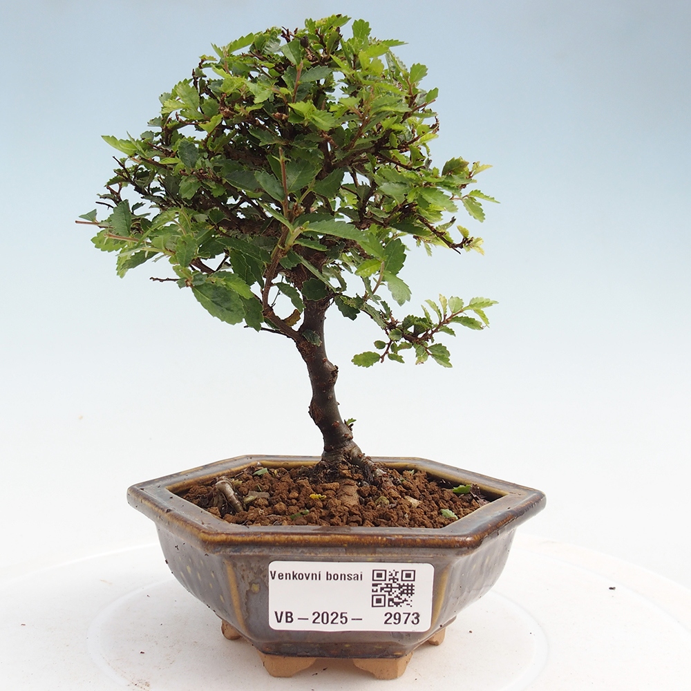 Bonsai zewnętrzne - Ulmus parvifolia Sagei - Wiąz drobnolistny