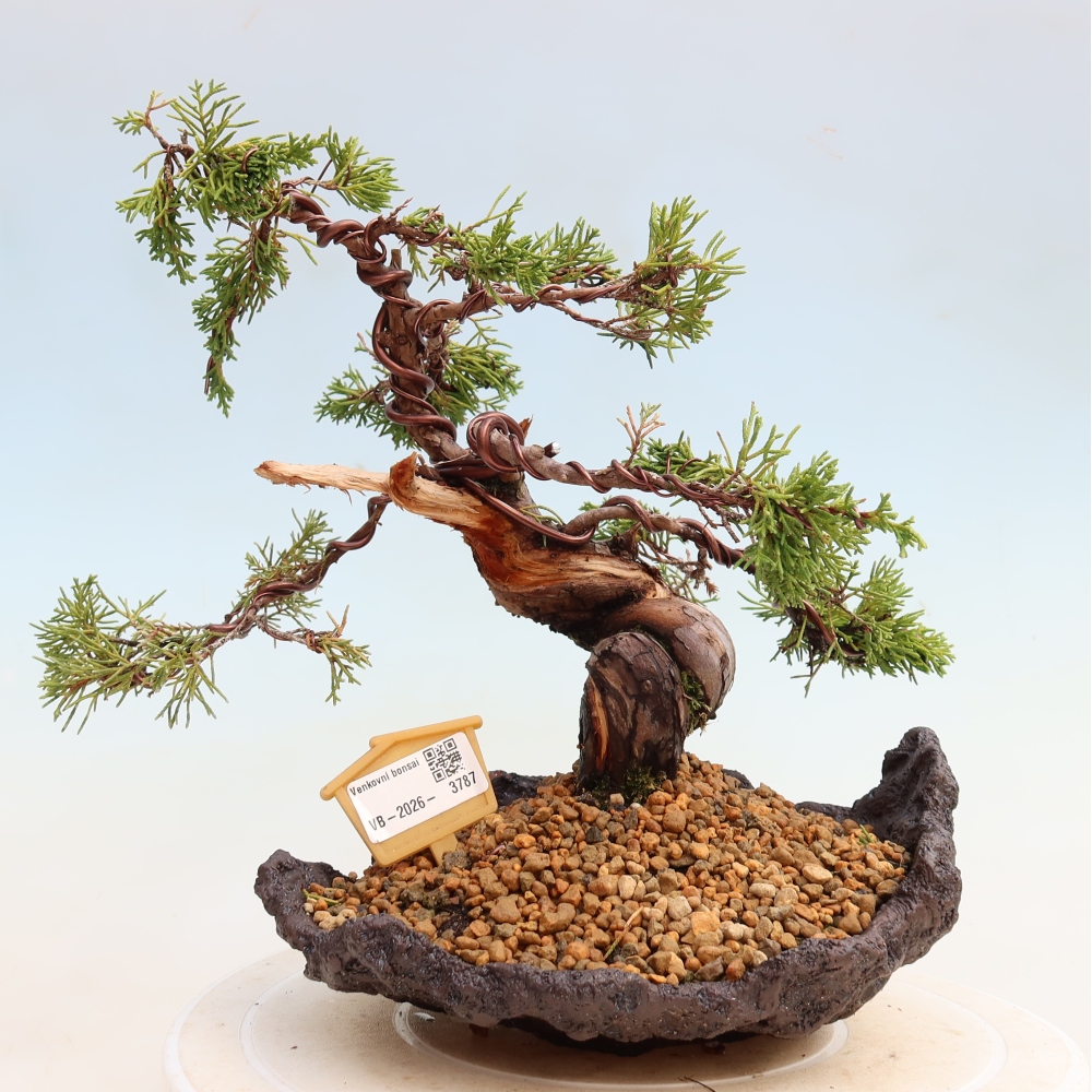 Bonsai ogrodowe – Juniperus chinensis Itoigawa – jałowiec chiński