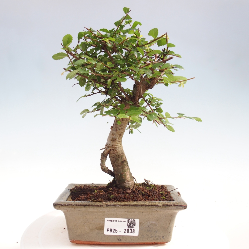 Kryty bonsai - Ulmus parvifolia - Wiąz drobnolistny
