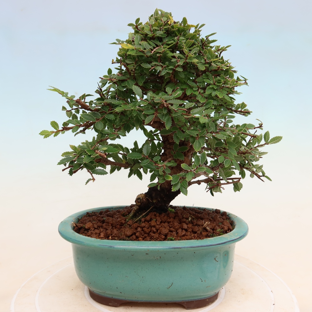 Bonsai zewnętrzne - Zelkova - Zelkova NIRE