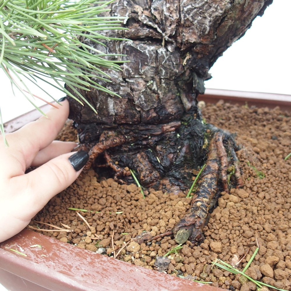 Bonsai ogrodowe - Pinus thunbergii - Sosna Thunberg