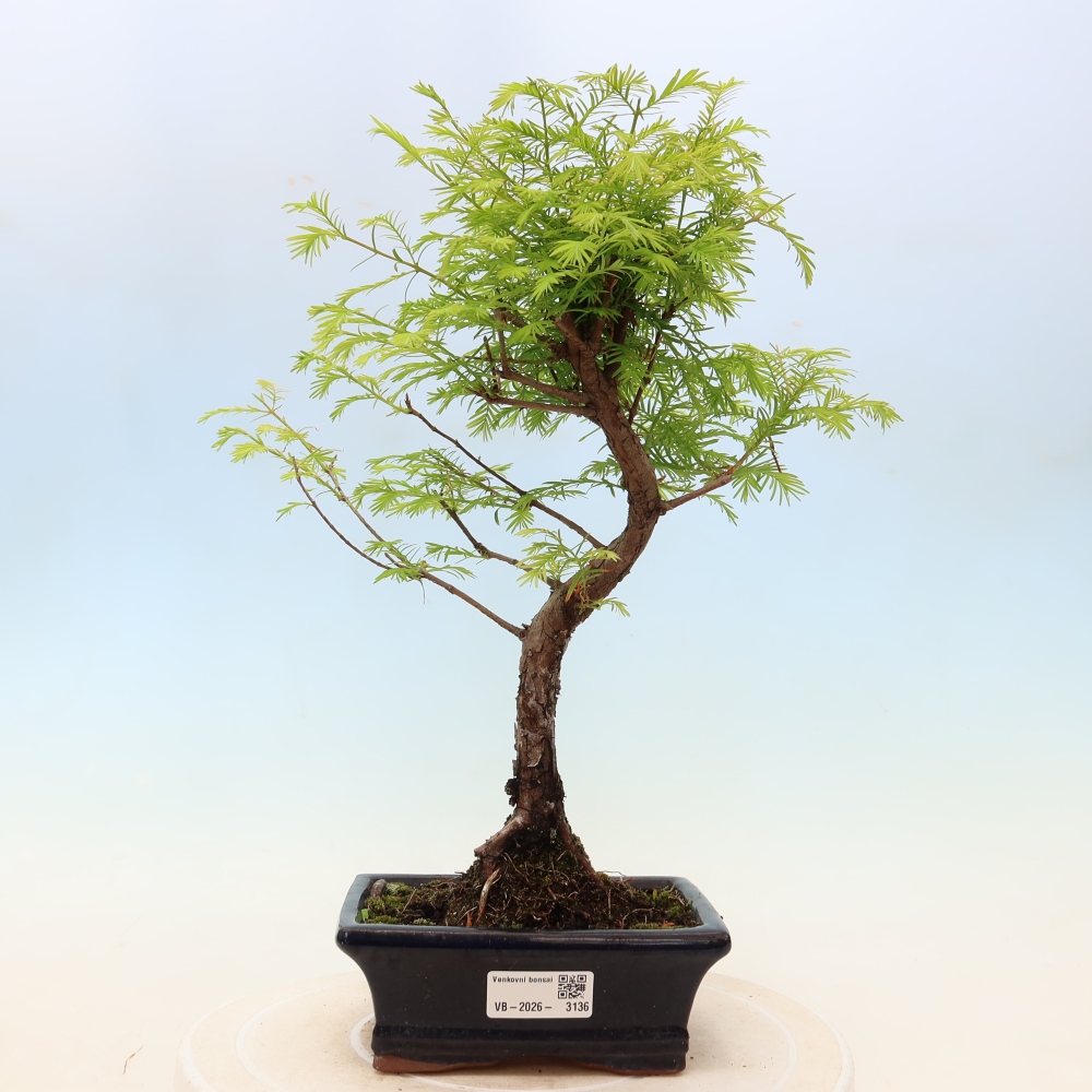 Outdoor bonsai - Metasequoia glyptostroboides - Metasekwoja chińska