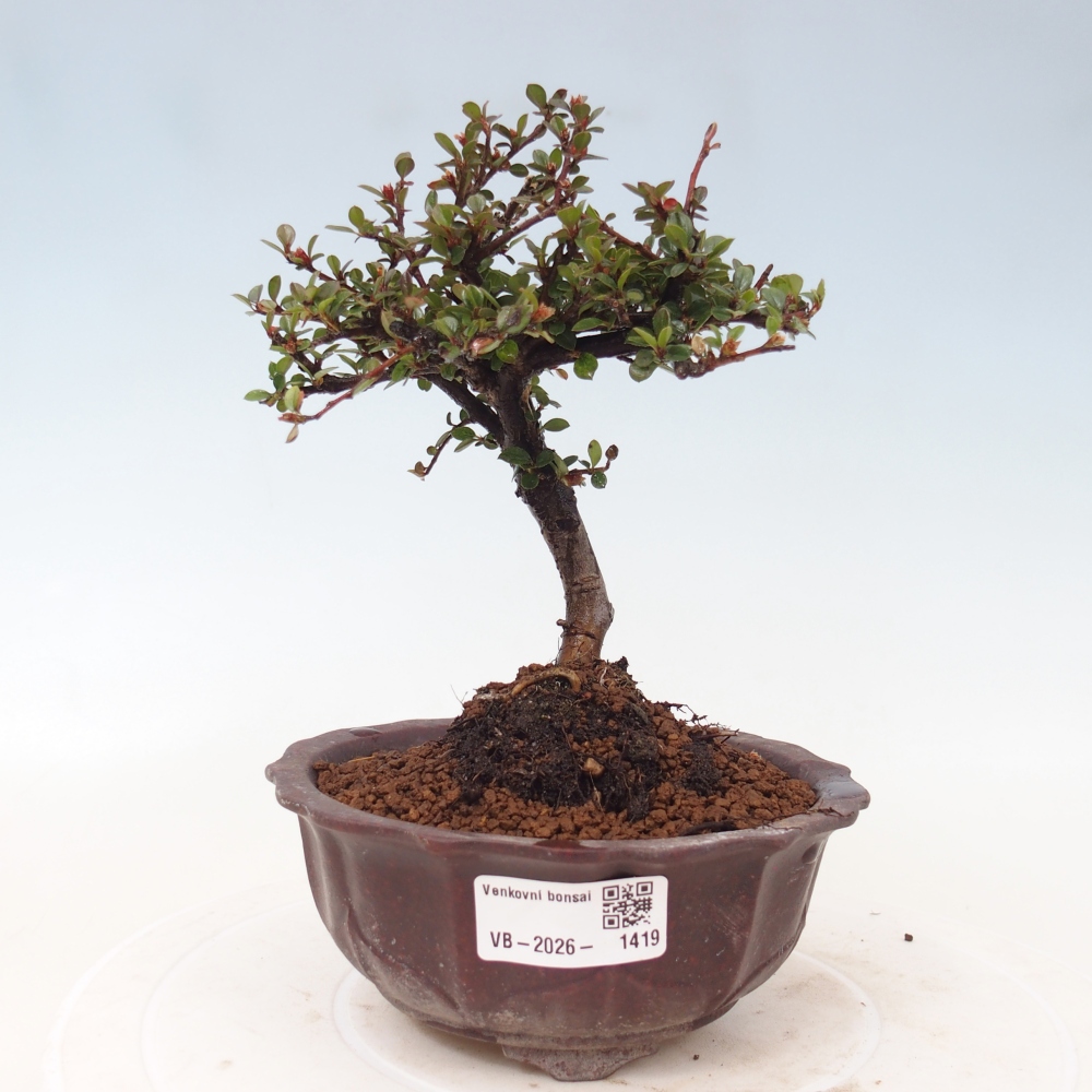 Outdoor bonsai - irga pozioma - Rocky Mountain