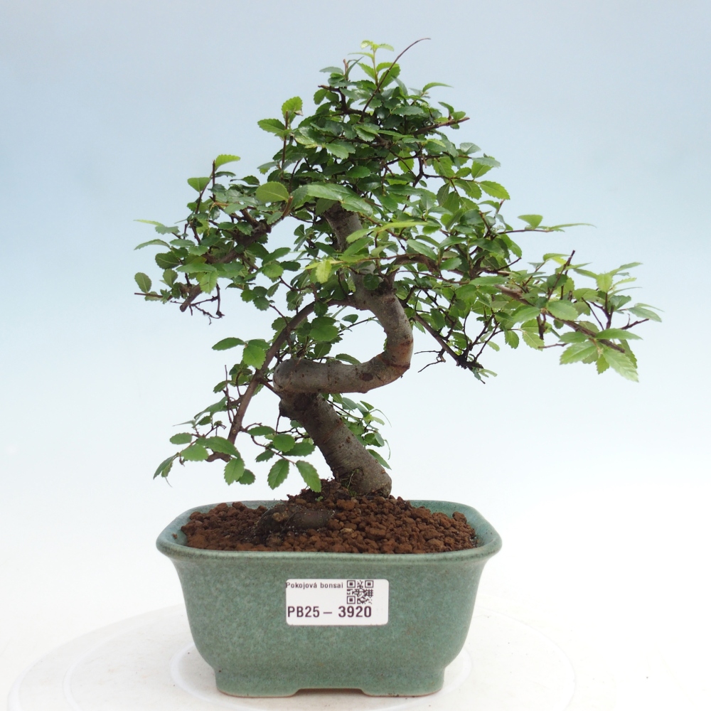 Pokój bonsai - Ulmus parvifolia - Wiąz drobnolistny