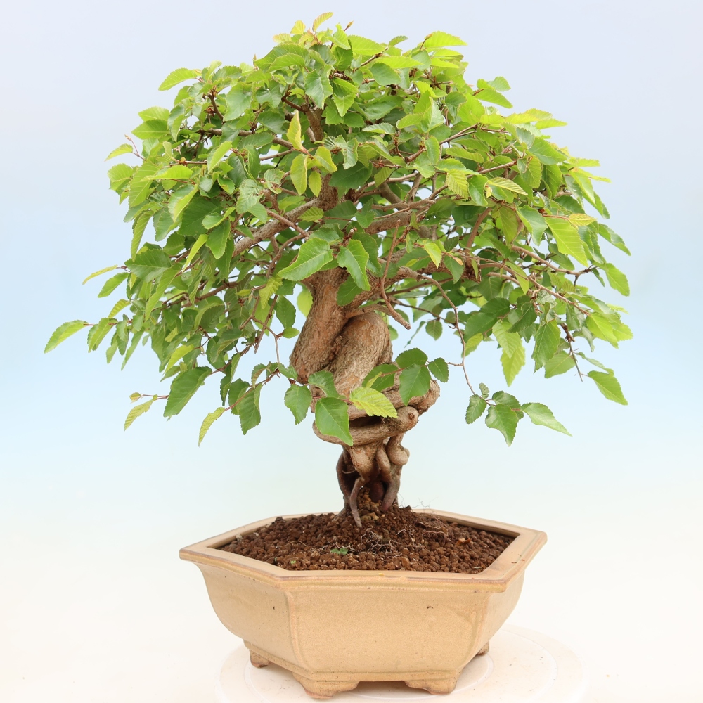 Outdoor bonsai - Carpinus coreana - grab koreański