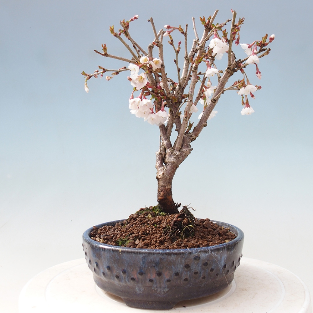 Bonsai zewnętrzne - Prunus incisa Kojou-no mai-cięcie śliwki