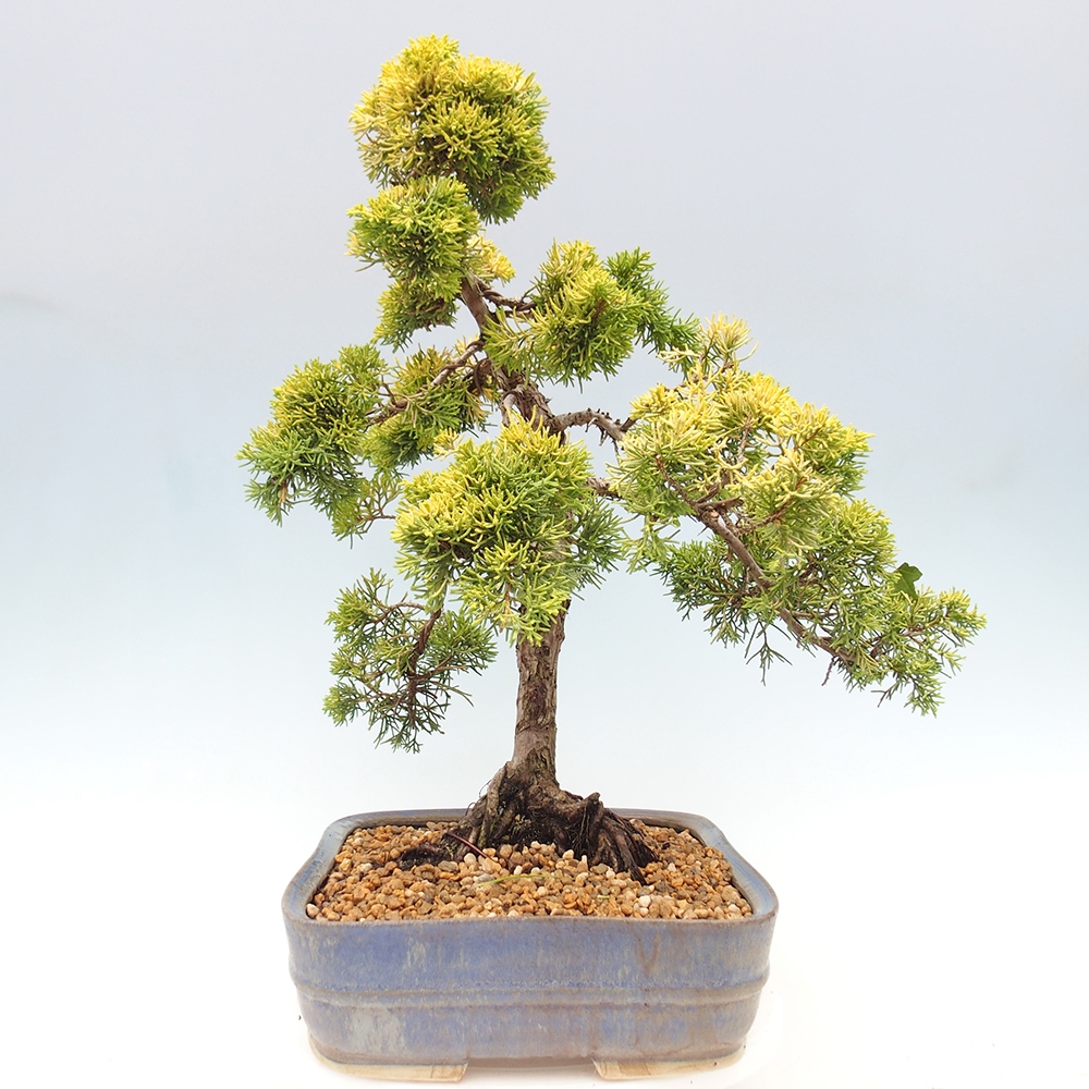 Bonsai plenerowe - Juniperus chinensis plumosa aurea - chiński jałowiec złoty