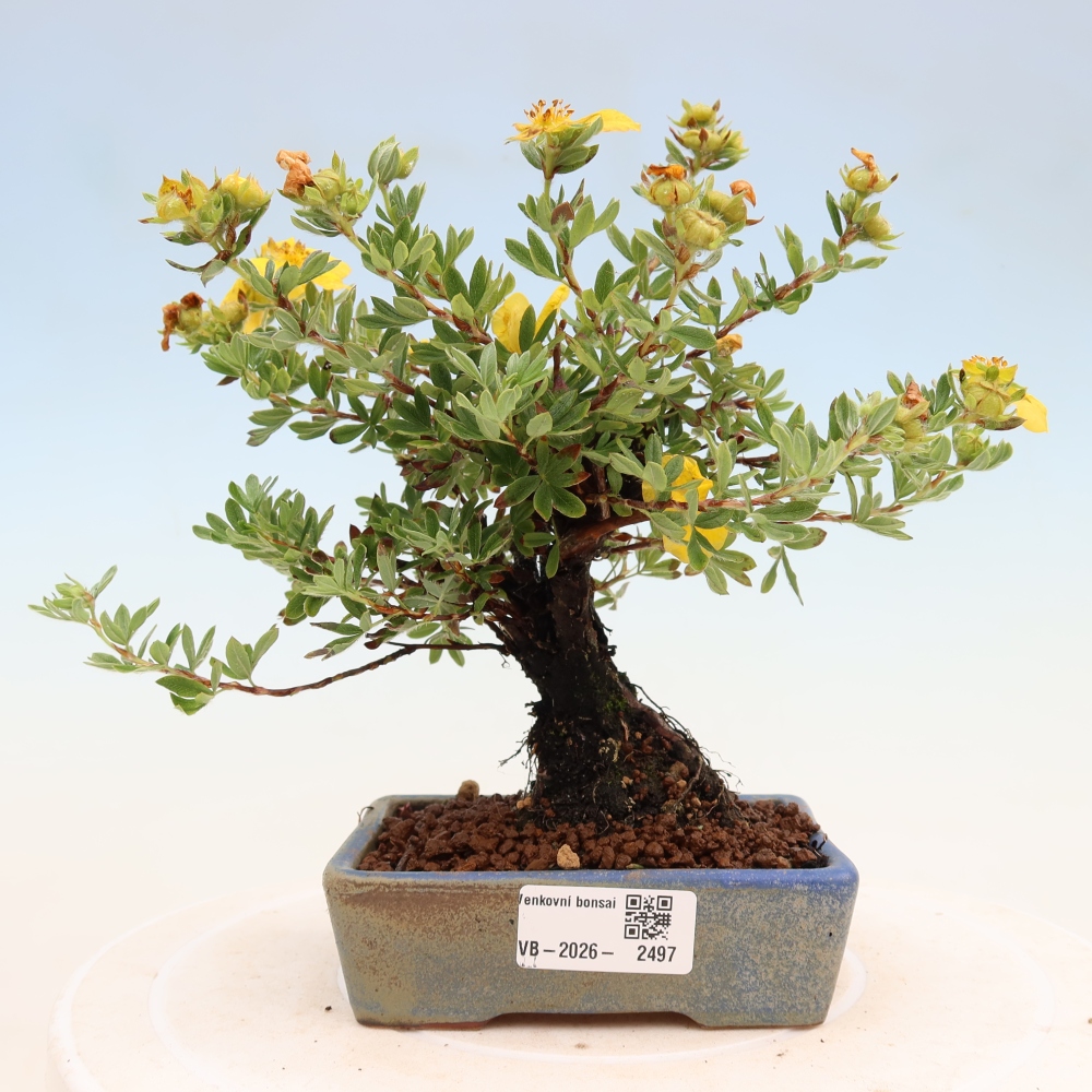 Bonsai zewnętrzne - Potentila fruticosa