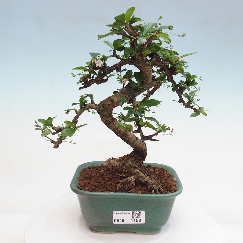 Bonsai pokojowe - Carmona macrophylla - Tea fuki