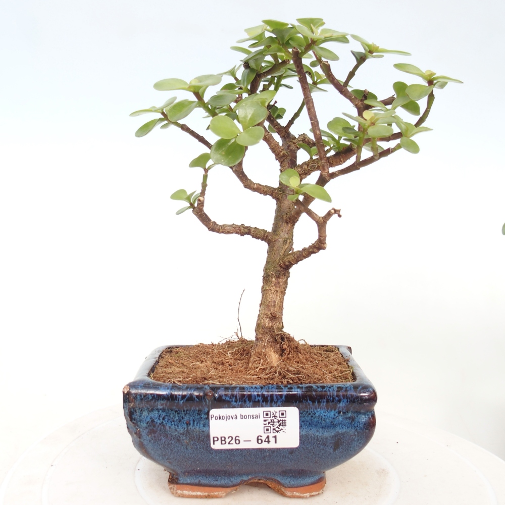 Pokój bonsai - Portulakaria Afra - Tlustice