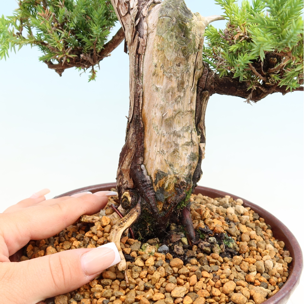 Bonsai ogrodowe – Juniperus squamata – Jałowiec łuskowaty
