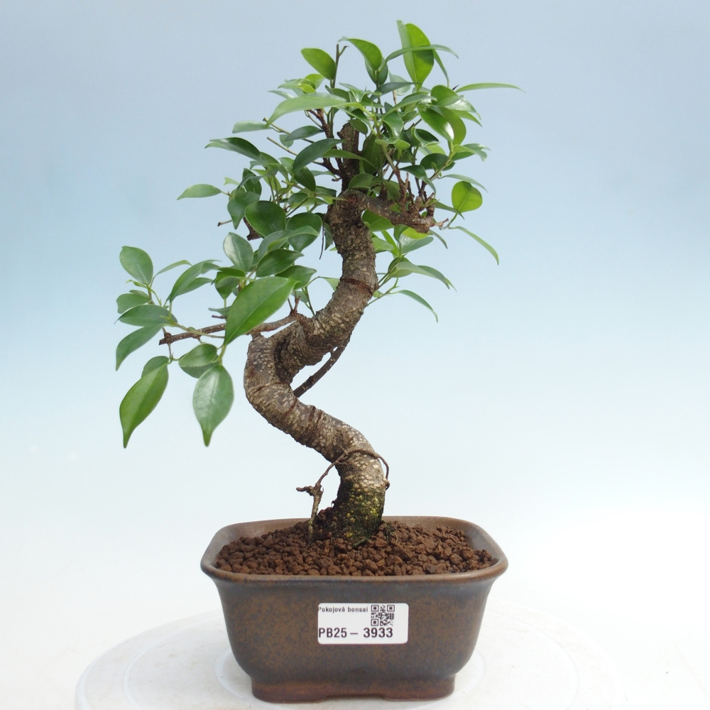 Pokój bonsai - Ficus retusa - figowiec drobnolistny