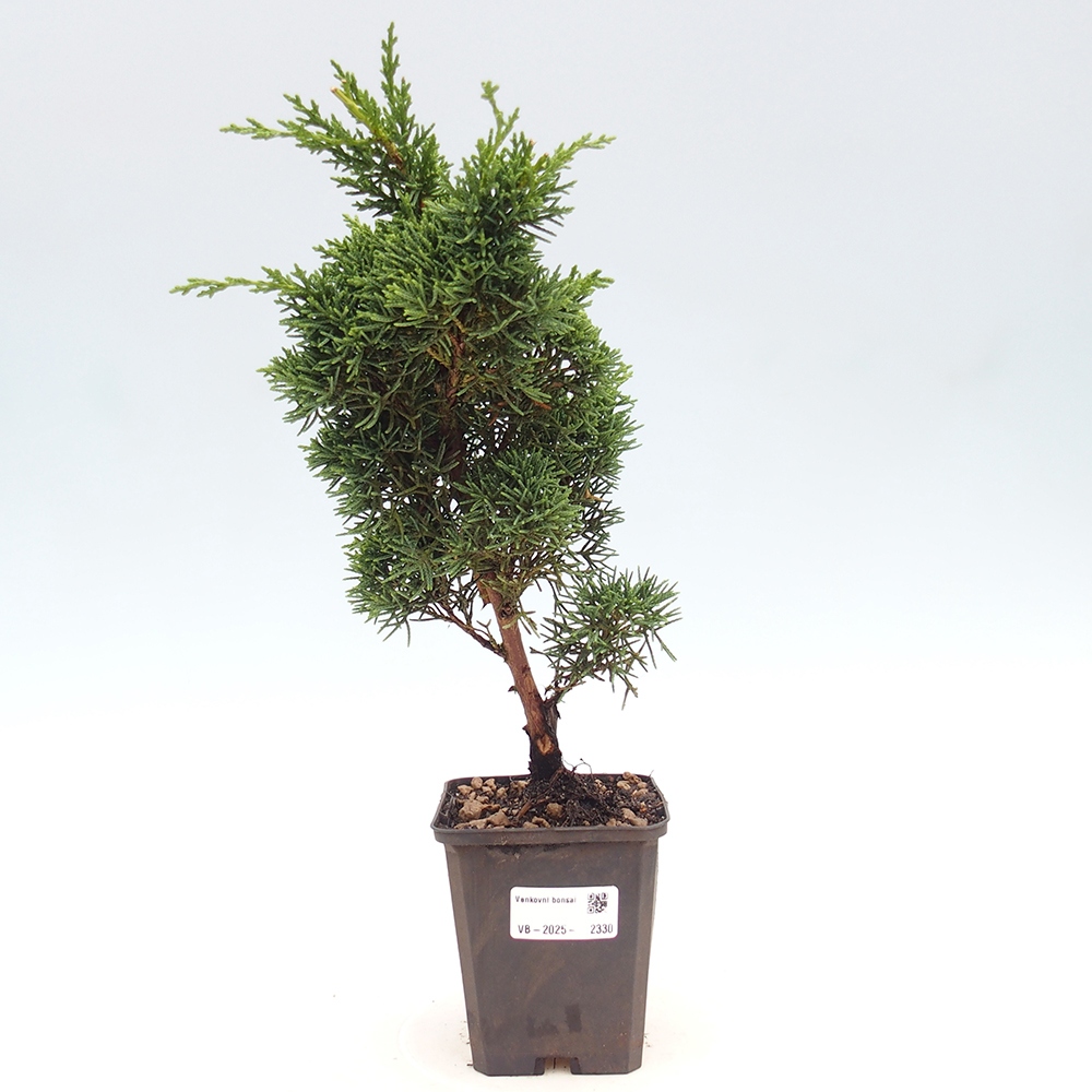 Outdoor bonsai - Juniperus chinensis Kishu - chiński jałowiec