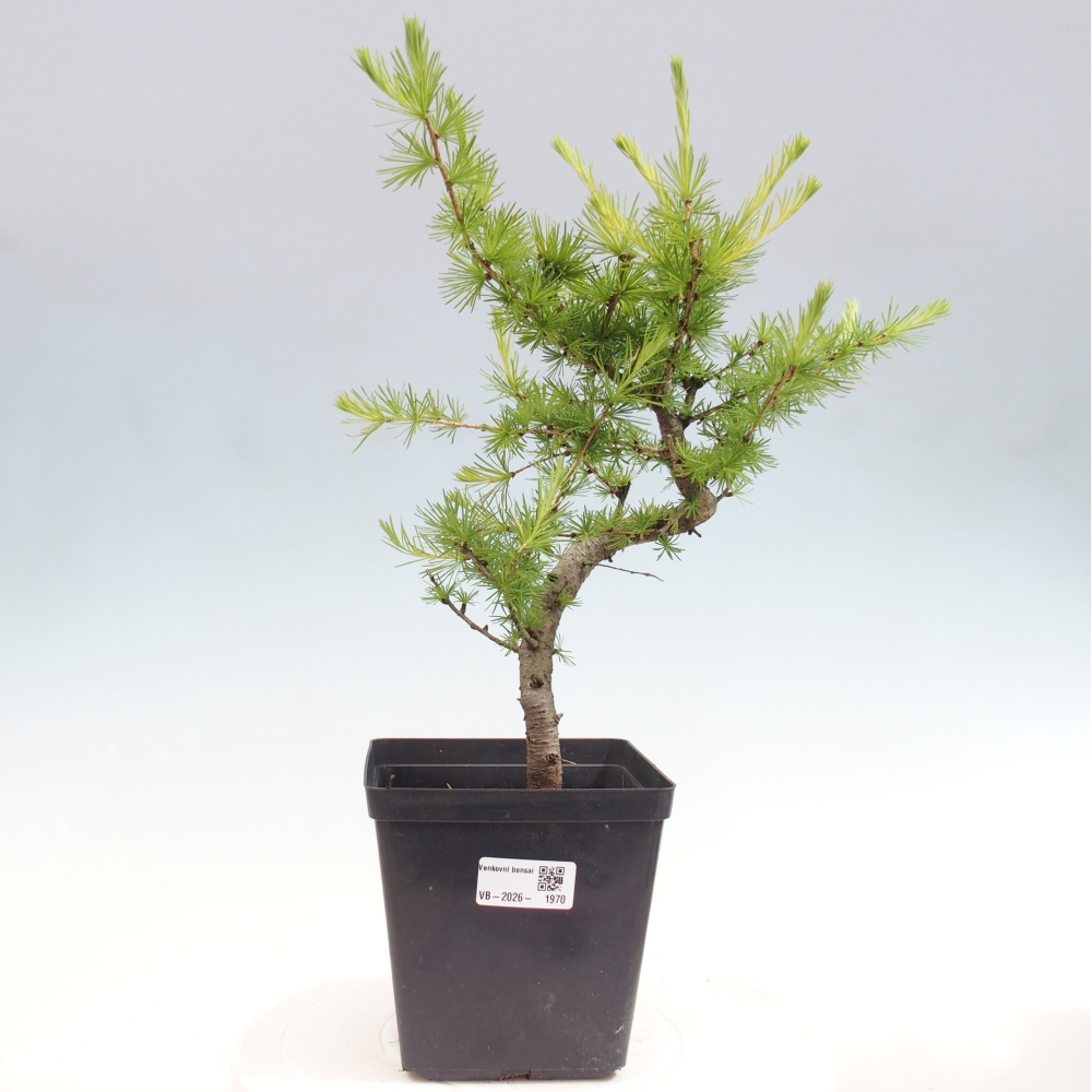 Bonsai zewnętrzne - Larix decidua - Modrzew