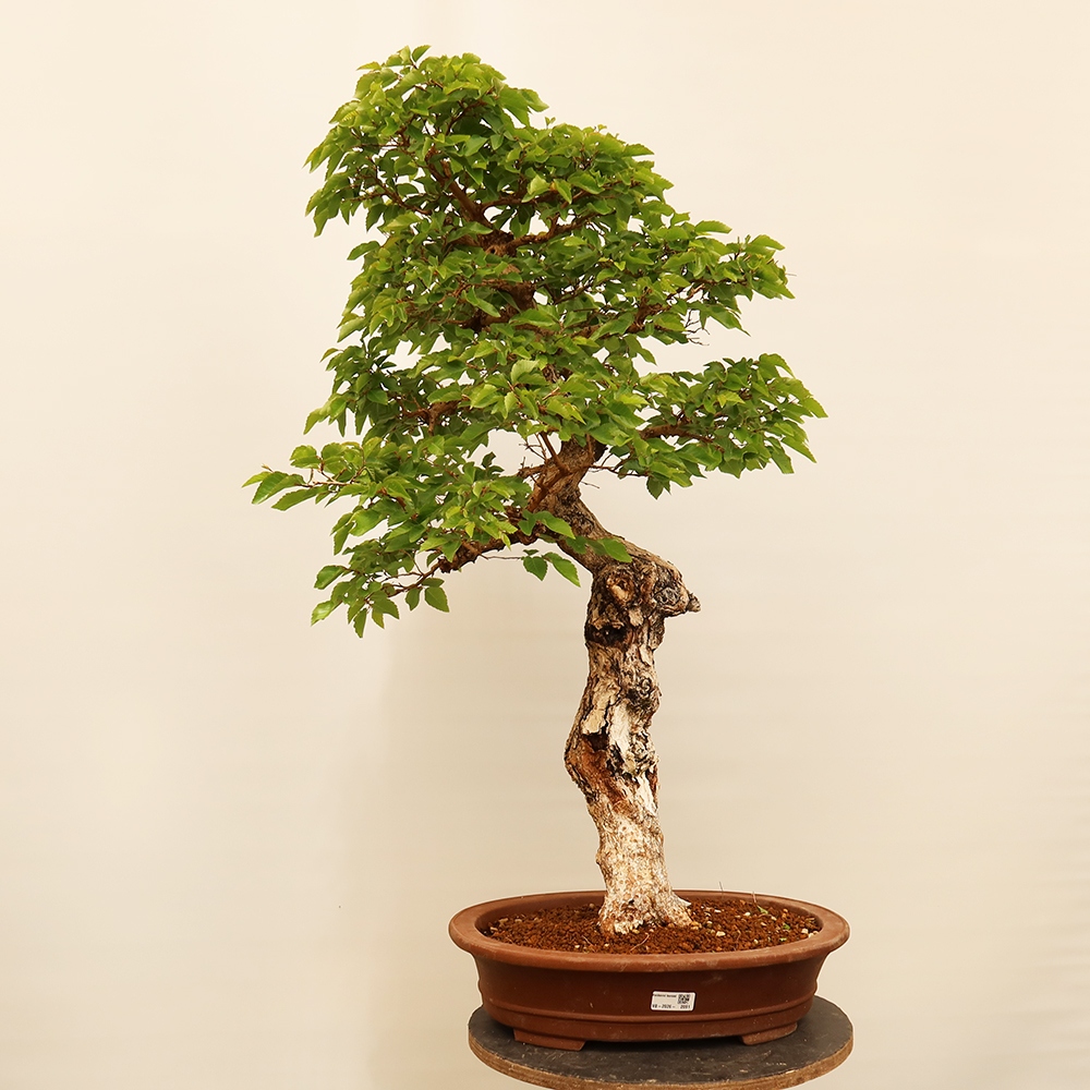 Bonsai plenerowe - Carpinus Coreana - grab koreański