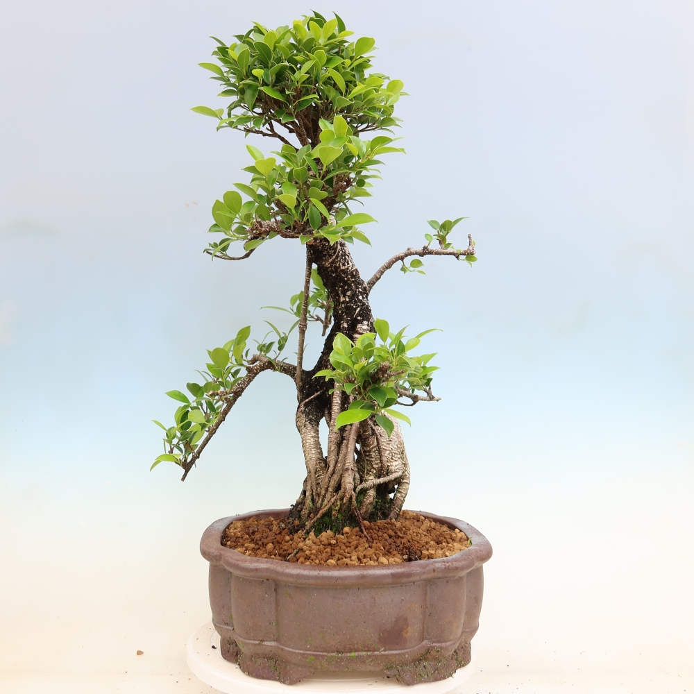 Pokój bonsai - Ficus kimmen - figowiec drobnolistny