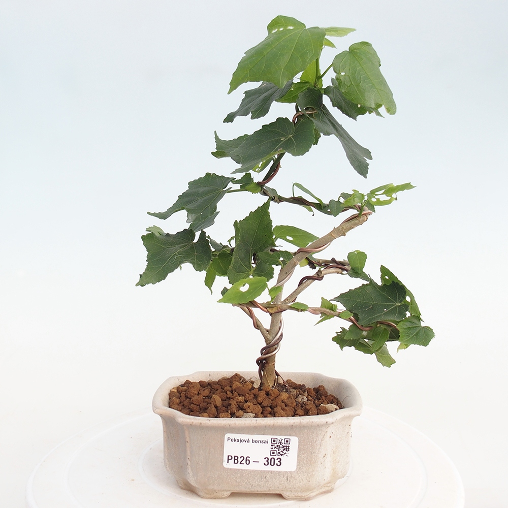 Bonsai domowe - Malvaviscus arboreus