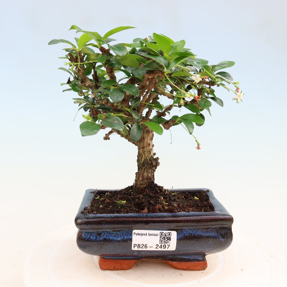 Bonsai pokojowe - Carmona macrophylla - Tea fuki