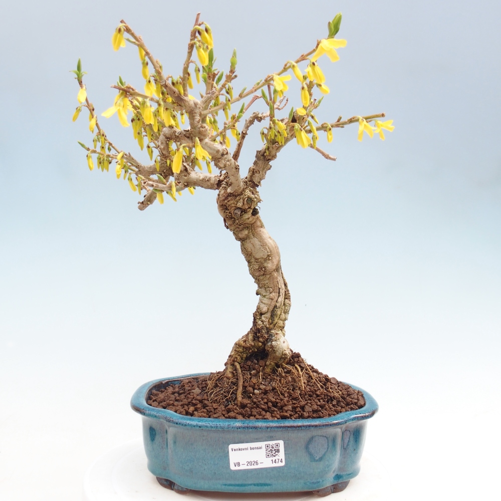 Outdoor bonsai - Zlatice - Forsycja koreańska