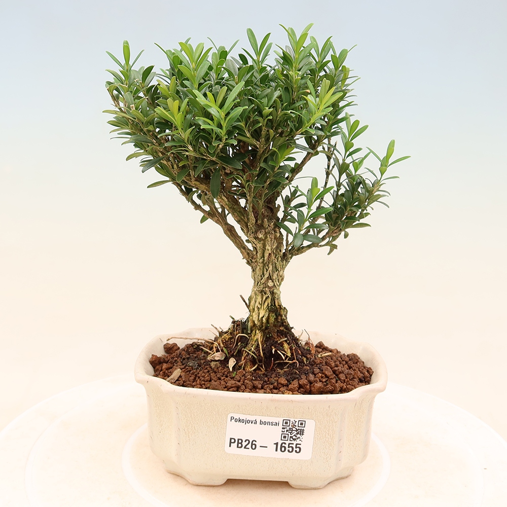Pokój bonsai - Buxus harlandii - buxus korkowy