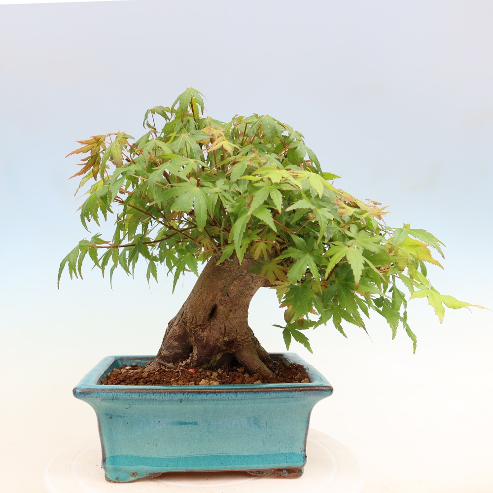Outdoor bonsai - Klon burgeryjski - Acer burgerianum