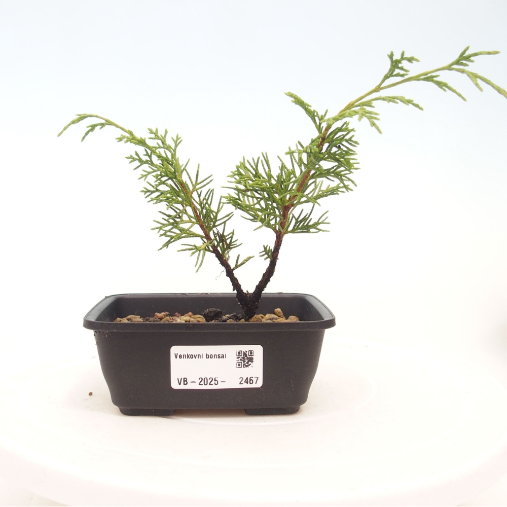 Outdoor bonsai - Juniperus chinensis Itoigawa - Jałowiec chiński