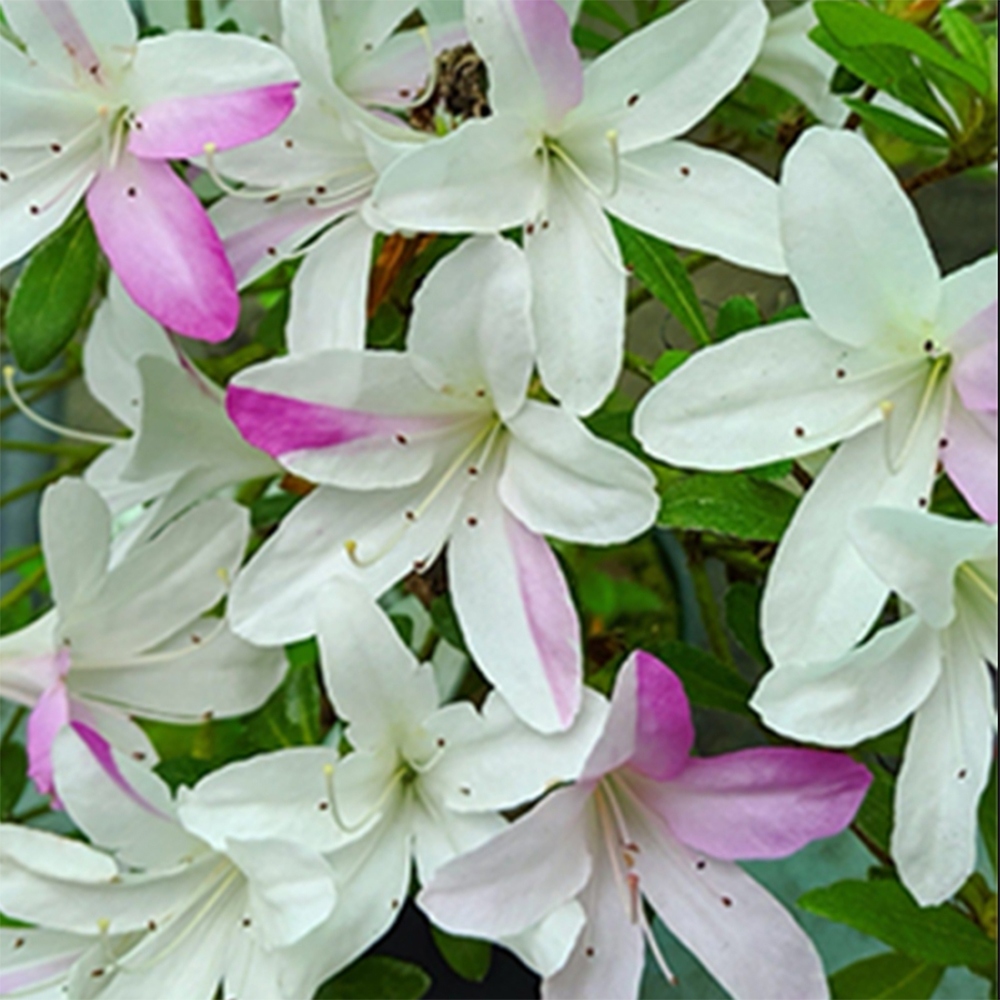 Outdoor bonsai - Azalia japońska - Azalia Yukigesho